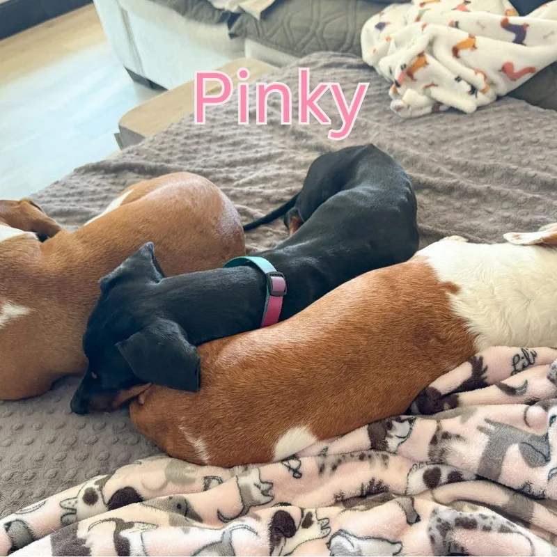 Pinky thumbnail 3