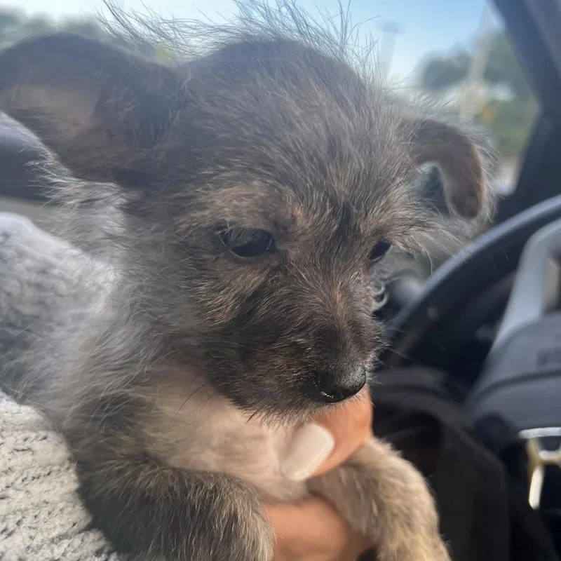 A baby small-sized female Yellow / Tan / Blond / Fawn Cairn Terrier dog named Towns for adoption in Staten Island, NY