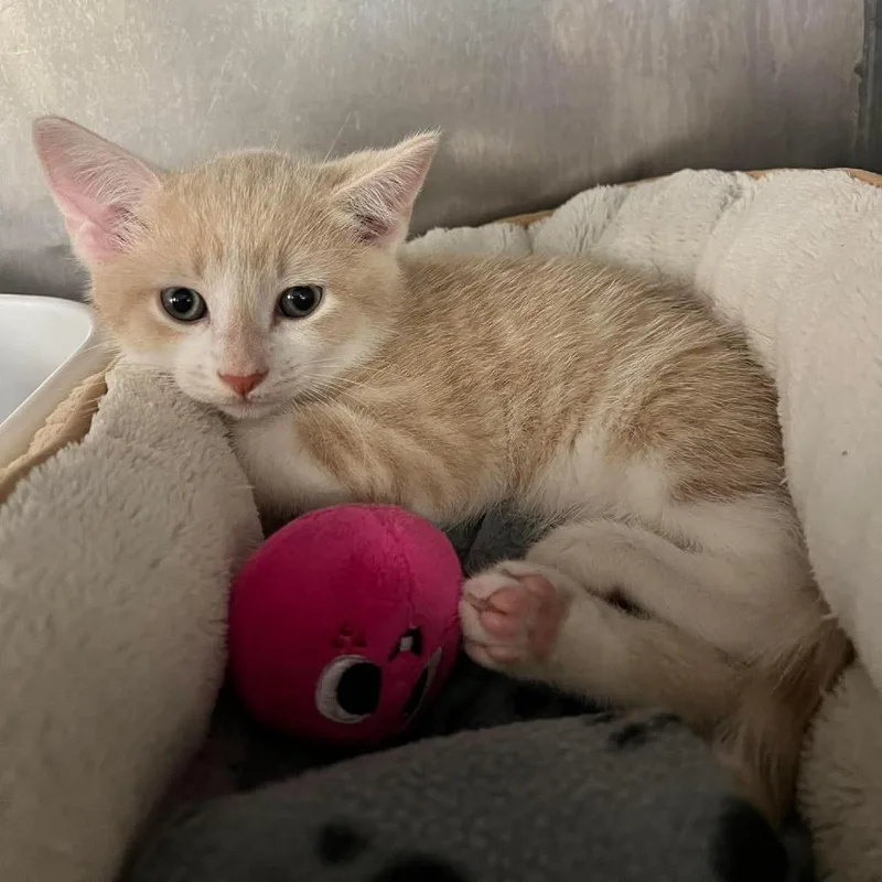 A baby small-sized male Buff / Tan / Fawn Domestic Short Hair cat named Silas for adoption in Edwardsville, IL