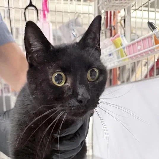 A senior medium-sized male Black Domestic Short Hair cat named Jedi for adoption in New York, NY