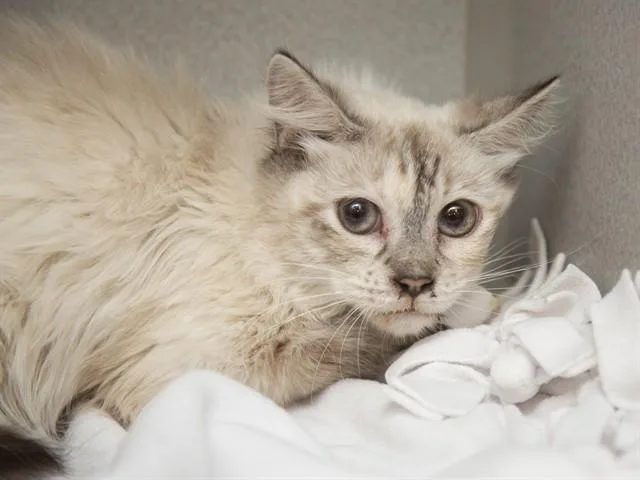 A young small-sized female Domestic Medium Hair cat named Snow for adoption in Phoenix, AZ
