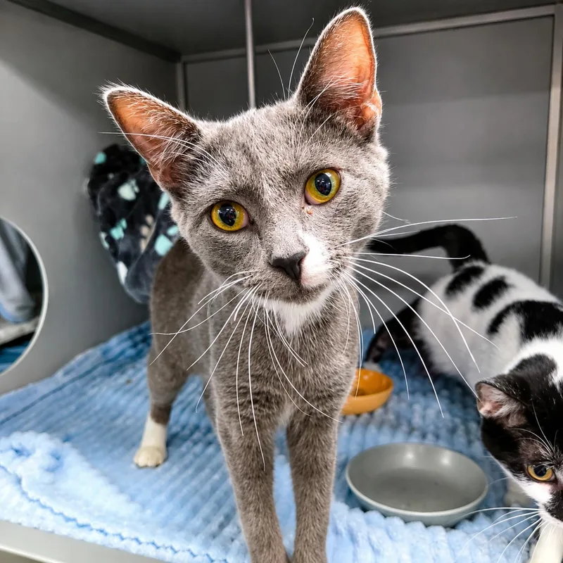 An adult medium-sized male Domestic Short Hair cat named Timothy for adoption in Moundsville, WV