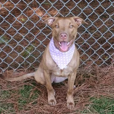 A young large-sized female Mixed Breed dog named Yennefer for adoption in Athens, GA