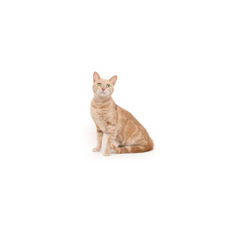 An adult medium-sized female Orange / Red Domestic Short Hair cat named Puma for adoption in Playa Vista, CA