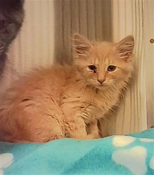 A baby small-sized male Domestic Medium Hair cat named James for adoption in Indianapolis, IN