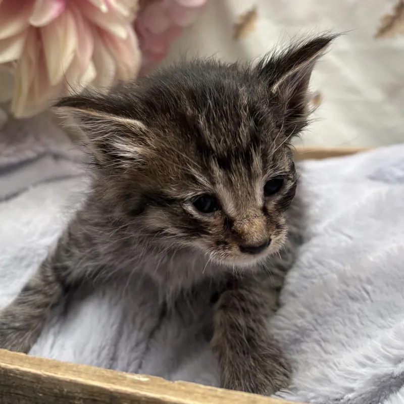 A baby small-sized female Brown / Chocolate American Shorthair cat named Fresca for adoption in Newberg, OR