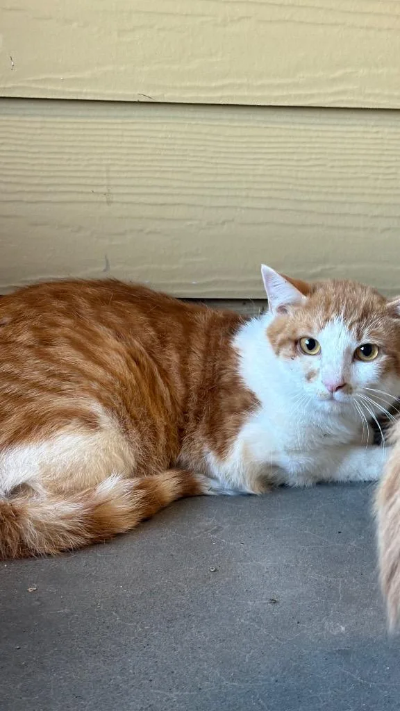 A young medium-sized male Domestic Short Hair cat named Nick for adoption in Clarksville, TN