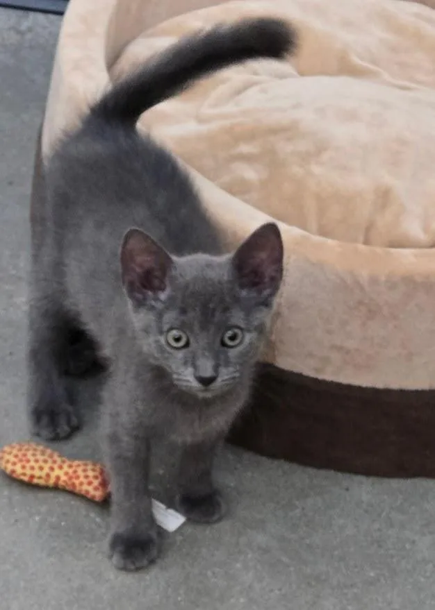 A baby small-sized female Gray / Blue / Silver Domestic Short Hair cat named Eva for adoption in New Rochelle, NY