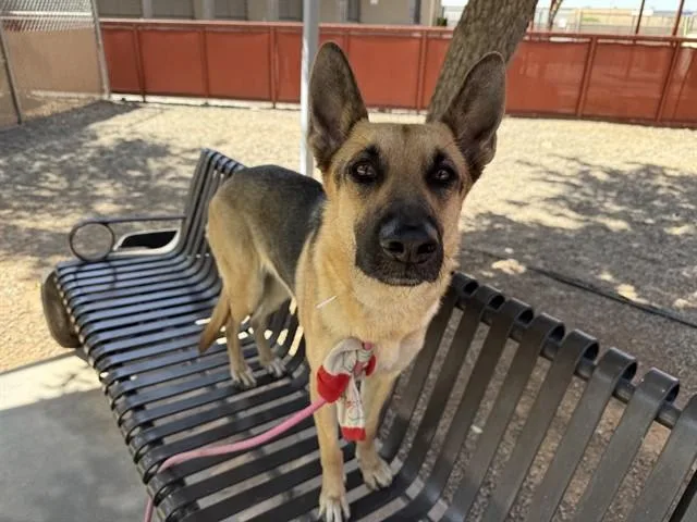 An adult large-sized female German Shepherd Dog dog named Barbie for adoption in Phoenix, AZ