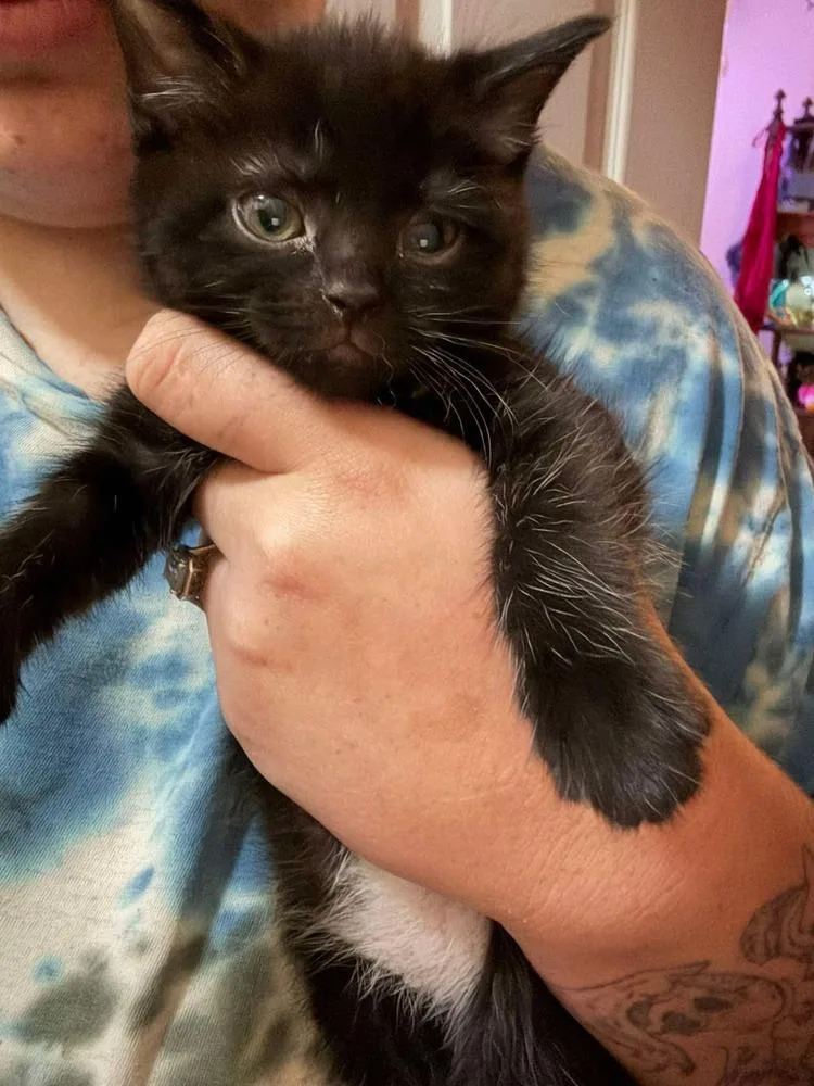 An adult medium-sized female Black Domestic Short Hair cat named Tracie for adoption in Salisbury, NC