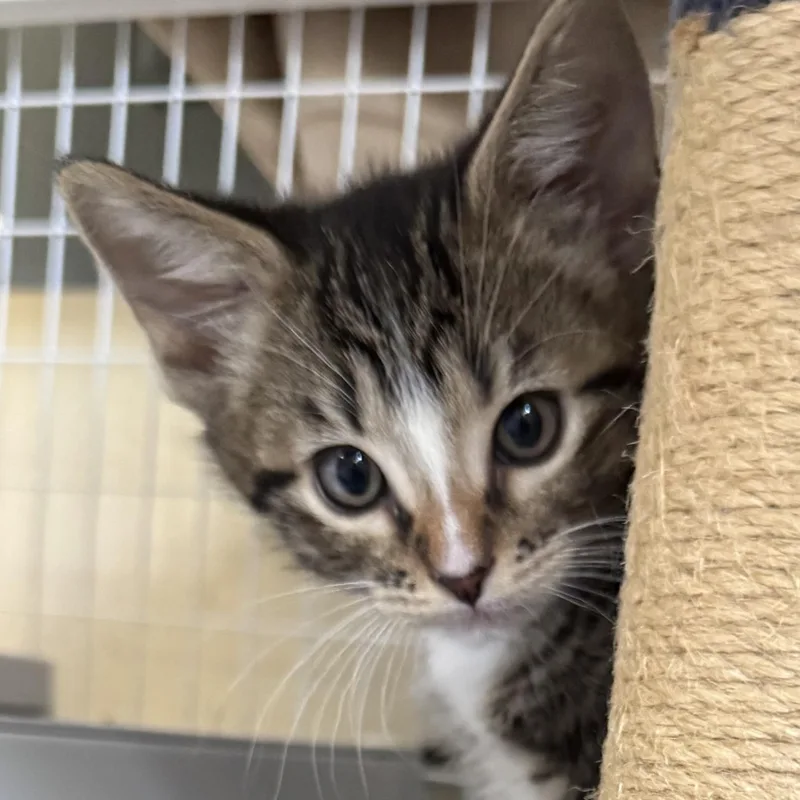 A baby medium-sized male Domestic Short Hair cat named Petey for adoption in Medford, OR