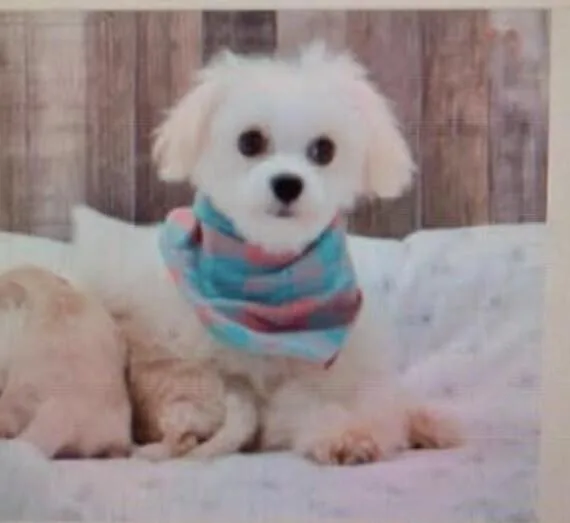 An adult small-sized female Maltese dog named Gold for adoption in Washington, DC