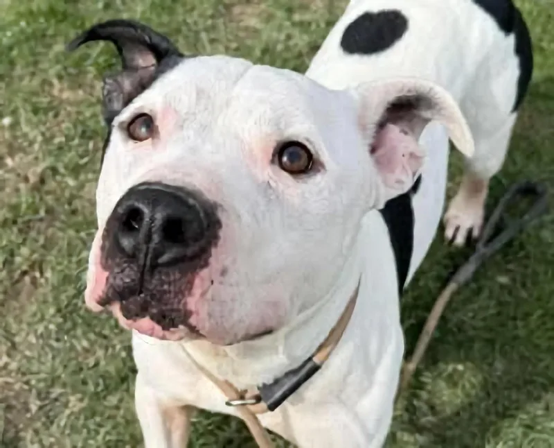 An adult medium-sized male Black Pit Bull Terrier dog named Alvin for adoption in Euclid, OH
