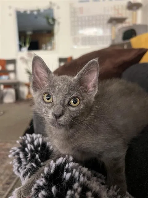 A baby small-sized male Domestic Short Hair cat named Milo for adoption in West Valley City, UT