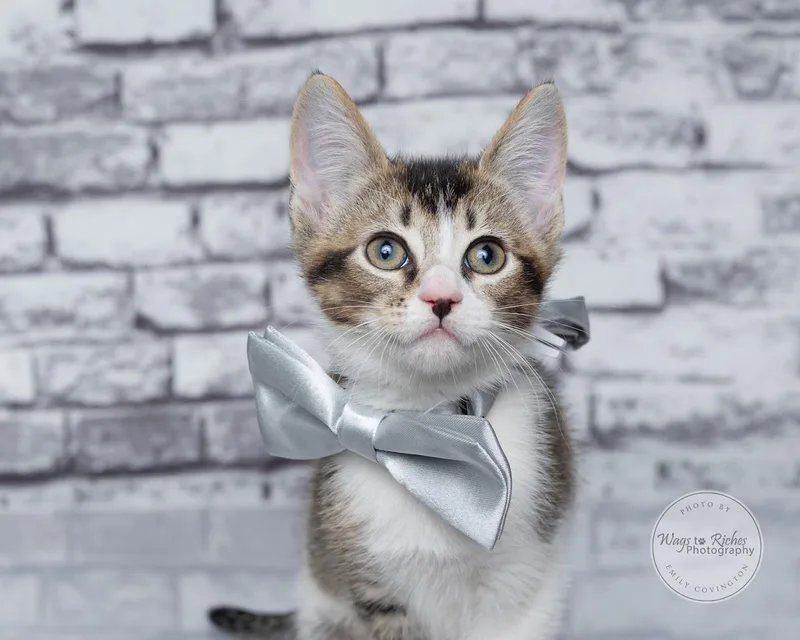 A baby medium-sized male Gray & White Domestic Short Hair cat named Woody for adoption in Tuscaloosa, AL