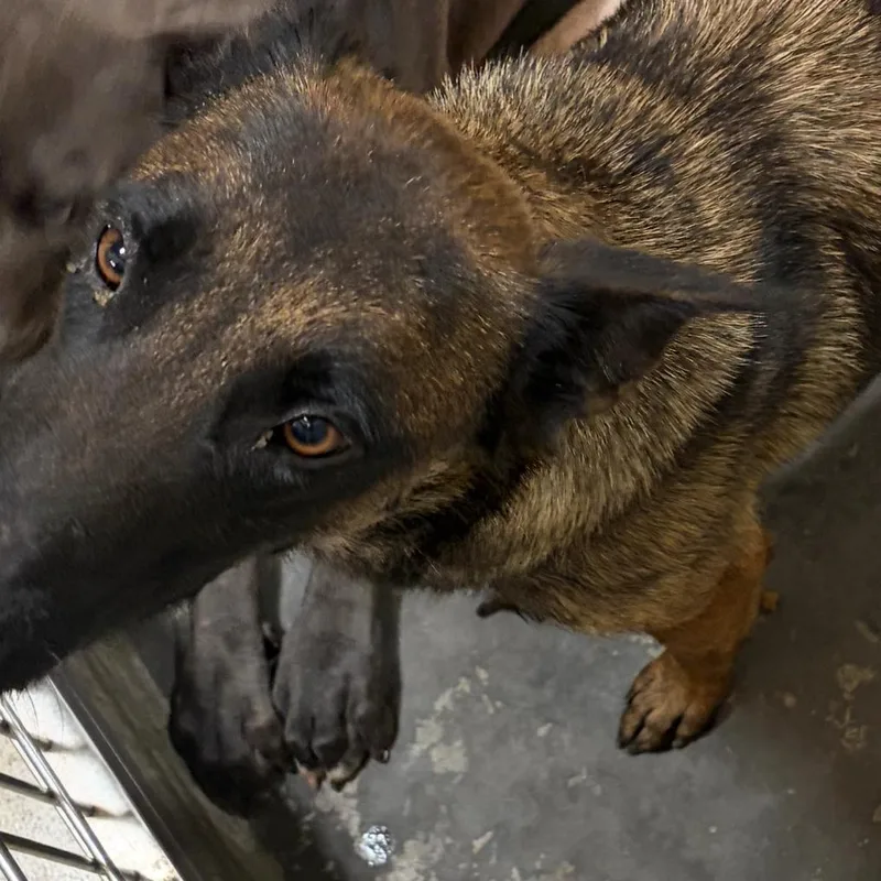An adult medium-sized female Black Belgian Shepherd / Malinois dog named IEPAStray_ for adoption in Upland, CA