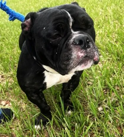 An adult medium-sized female English Bulldog dog named Little Bit for adoption in Vero Beach, FL
