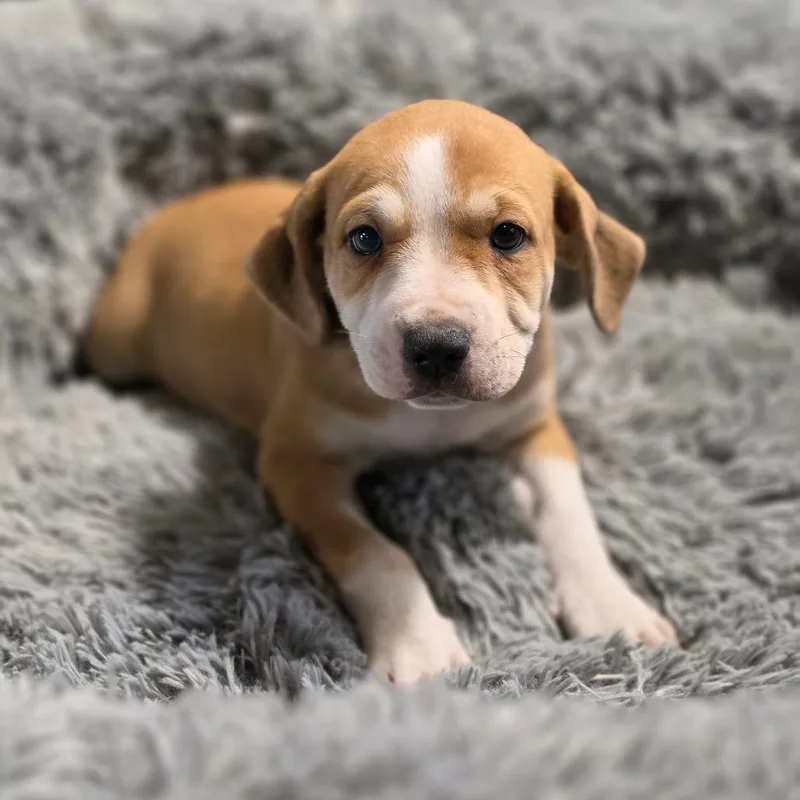 A baby medium-sized male Brown / Chocolate Pointer dog named Verso SE for adoption in Austin, TX