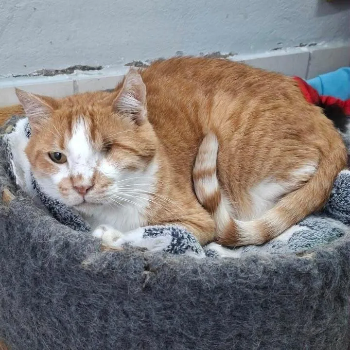 A baby small-sized male Domestic Short Hair cat named Harvey for adoption in Grand Rapids, MN