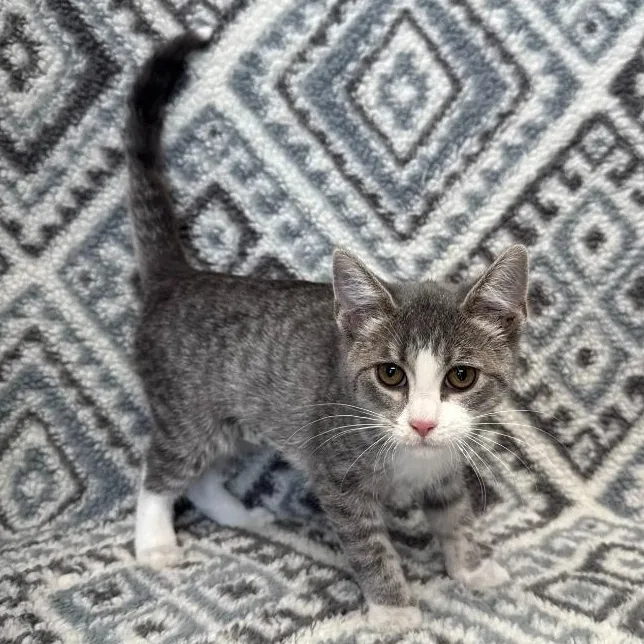 A baby medium-sized female Gray & White Domestic Short Hair cat named Crossroads for adoption in Benld, IL