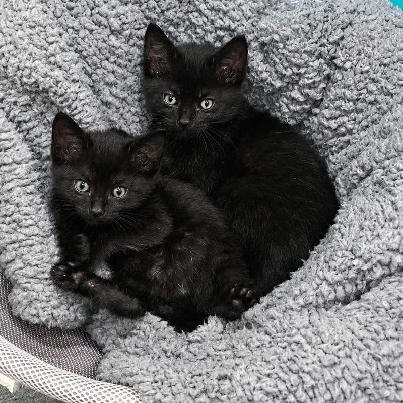 A baby small-sized male Black Domestic Short Hair cat named Bob C for adoption in Princeton, MN