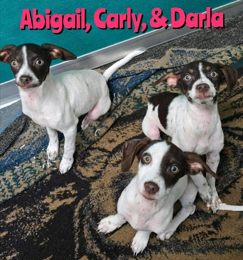 A baby medium-sized female Pointer dog named Carly for adoption in Holbrook, NY