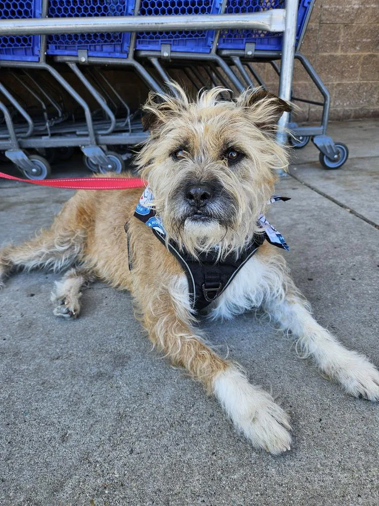 Scrapple thumbnail 2