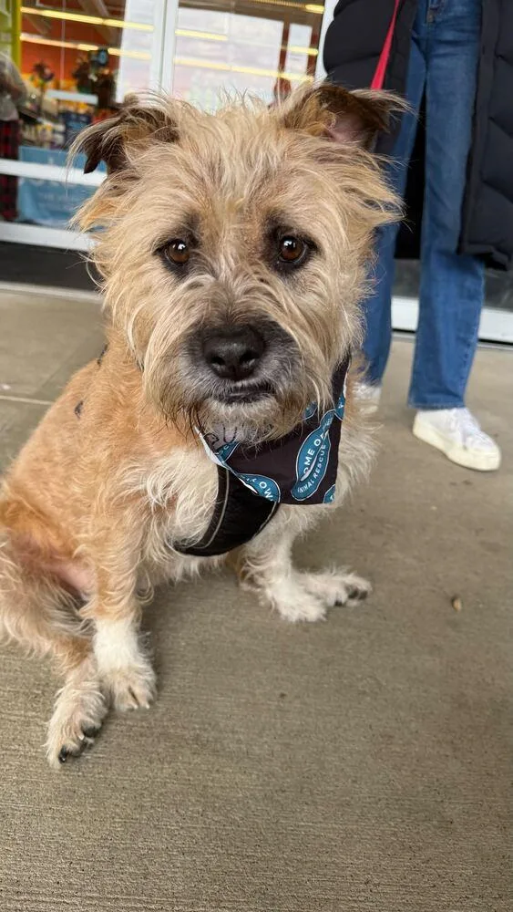 Scrapple thumbnail 3