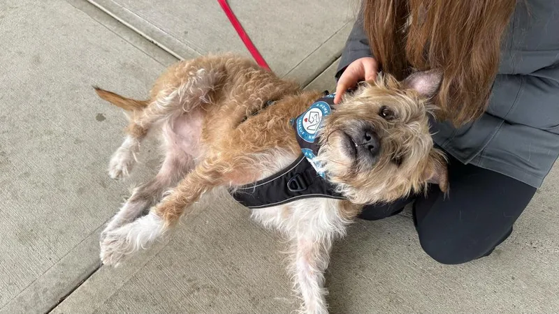 Scrapple thumbnail 4