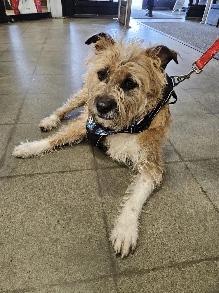 Scrapple thumbnail 5