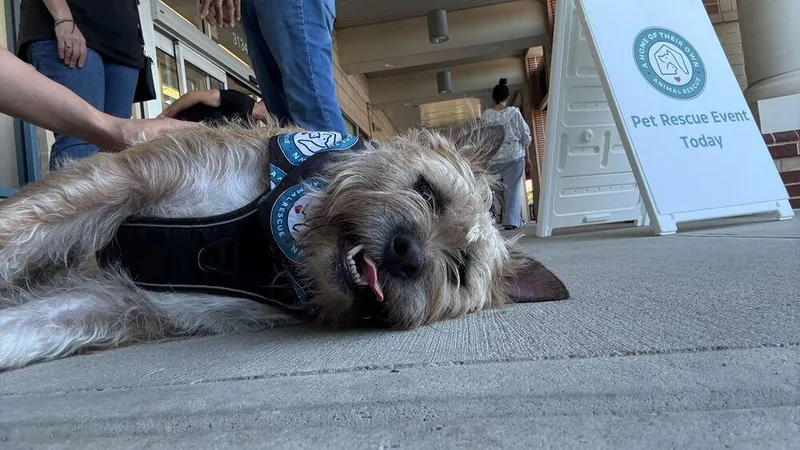 Scrapple thumbnail 6