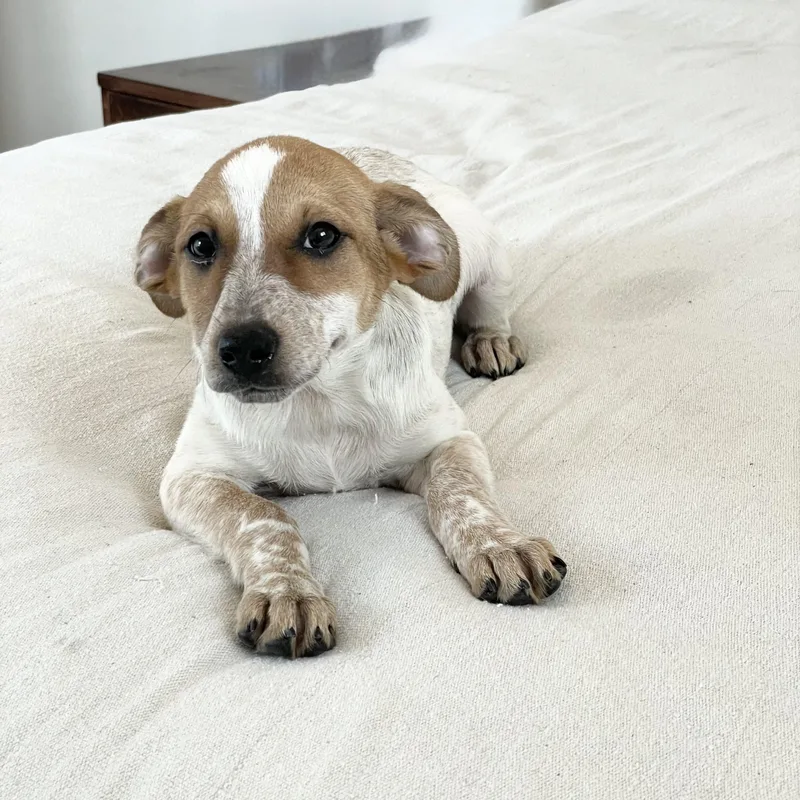 Darling Doe thumbnail 2