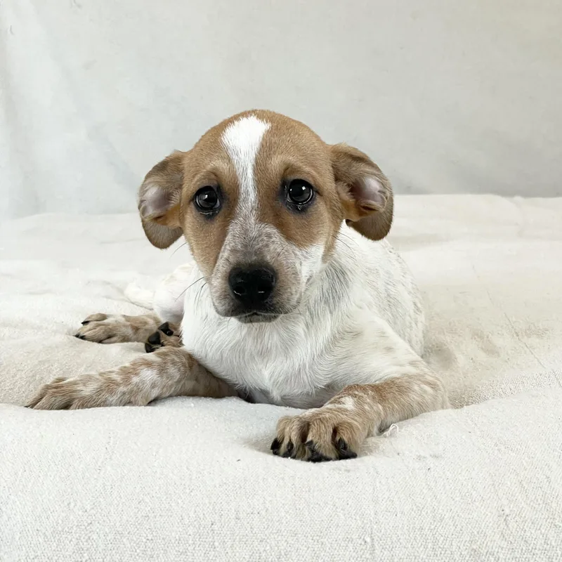 Darling Doe thumbnail 4