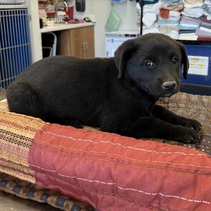 A baby small-sized female Black Mixed Breed dog named Jessie for adoption in Las Cruces, NM