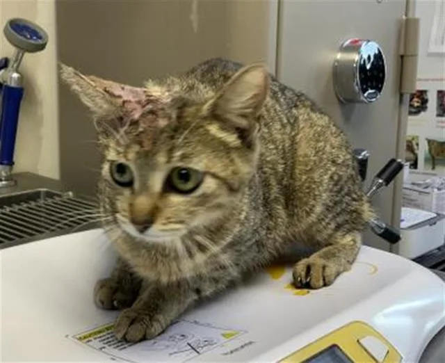 A young small-sized female Domestic Short Hair cat named Susudio for adoption in Visalia, CA