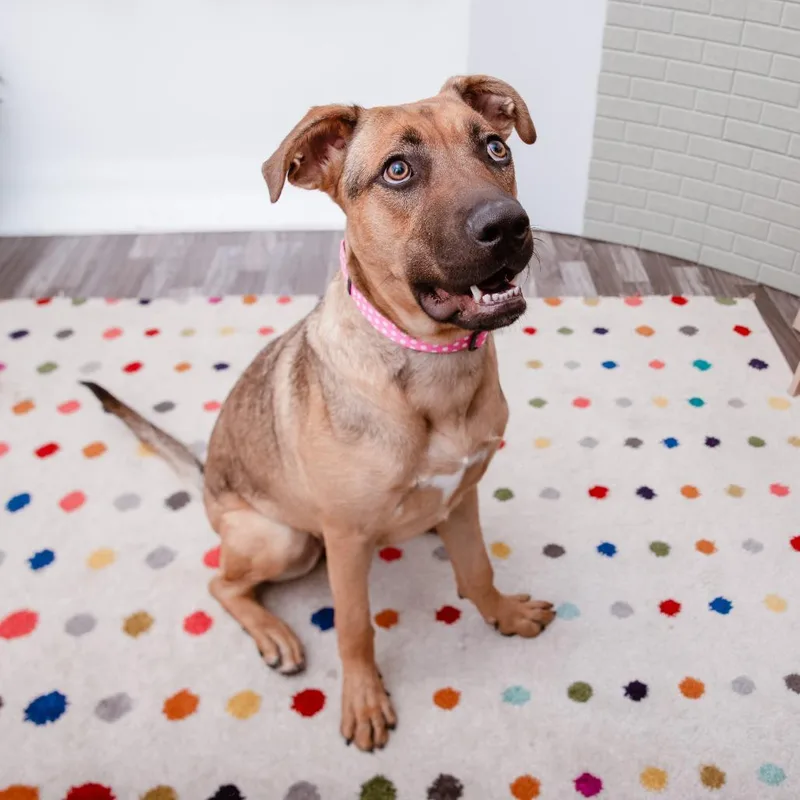 A young medium-sized female Shepherd dog named Ruby for adoption in Los Angeles, CA