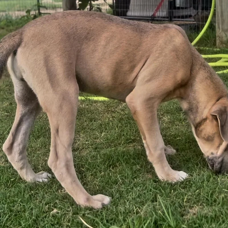 A baby medium-sized female Yellow / Tan / Blond / Fawn Catahoula Leopard Dog dog named Dusty for adoption in Sheridan, AR