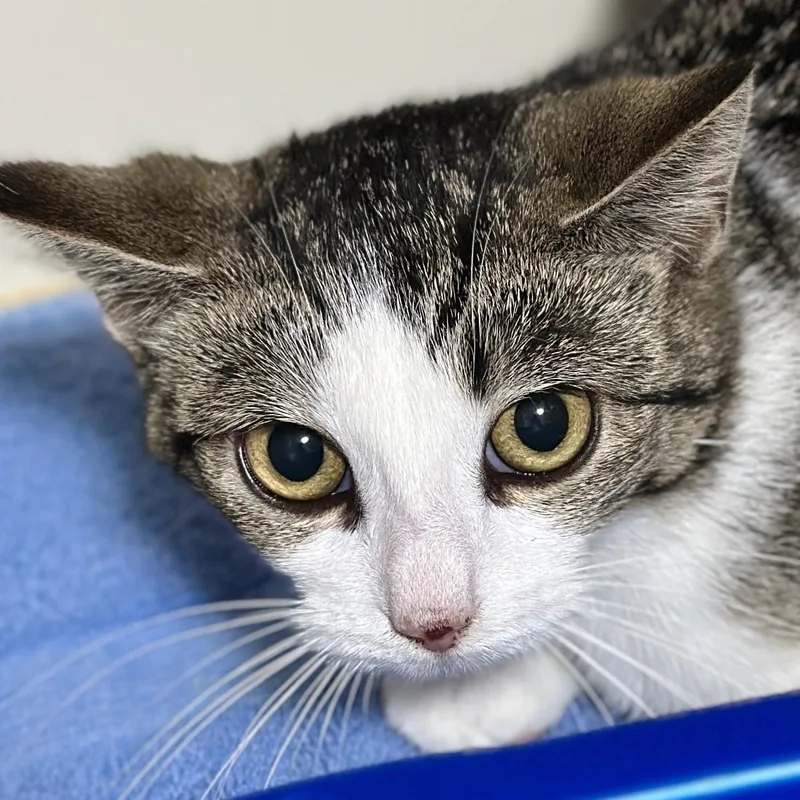 A young medium-sized female Tabby (Brown / Chocolate) Domestic Short Hair cat named Diane for adoption in Victor, NY