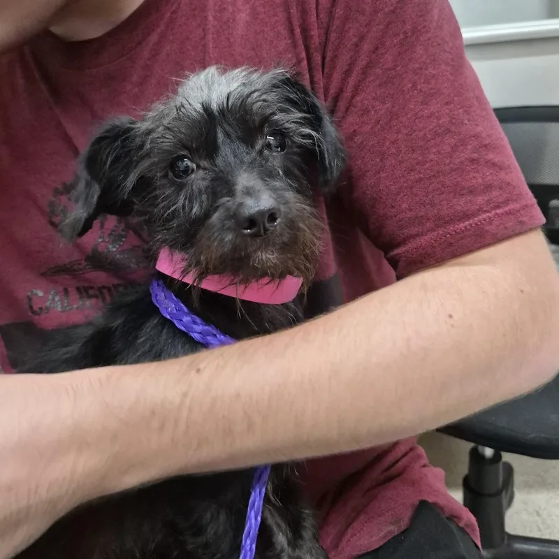 An adult small-sized female Black Terrier dog named Bella for adoption in Ardmore, OK