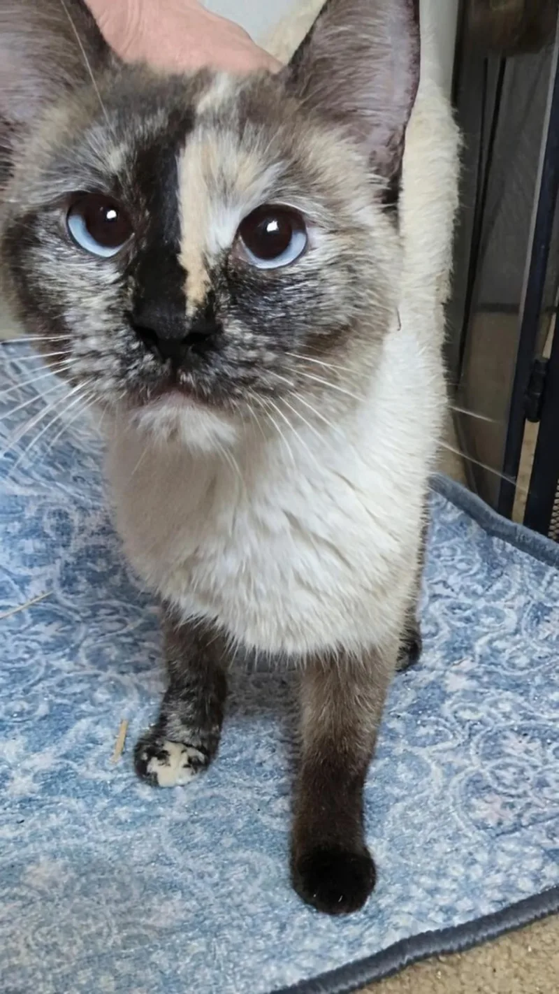 A young medium-sized female Buff / Tan / Fawn Domestic Short Hair cat named Hai Koo for adoption in Chandler, AZ