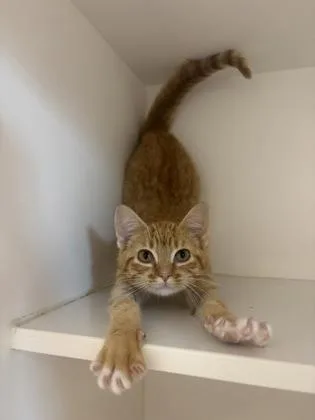 Georgie