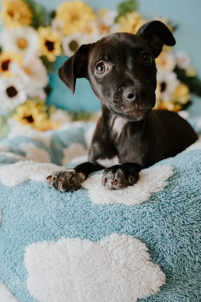 A baby small-sized male Mixed Breed dog named Keanu for adoption in Newberg, OR