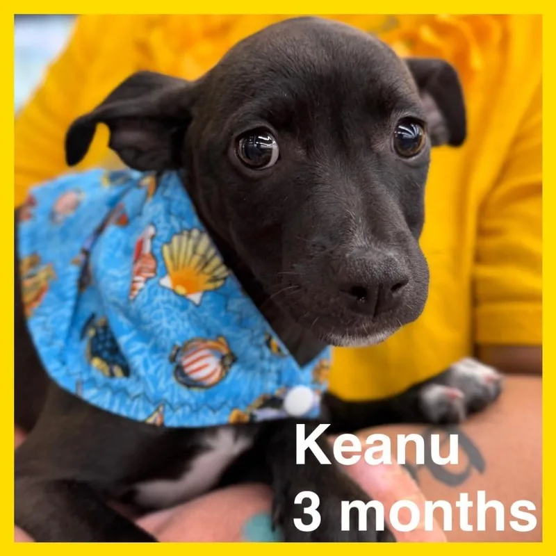 Keanu thumbnail 4
