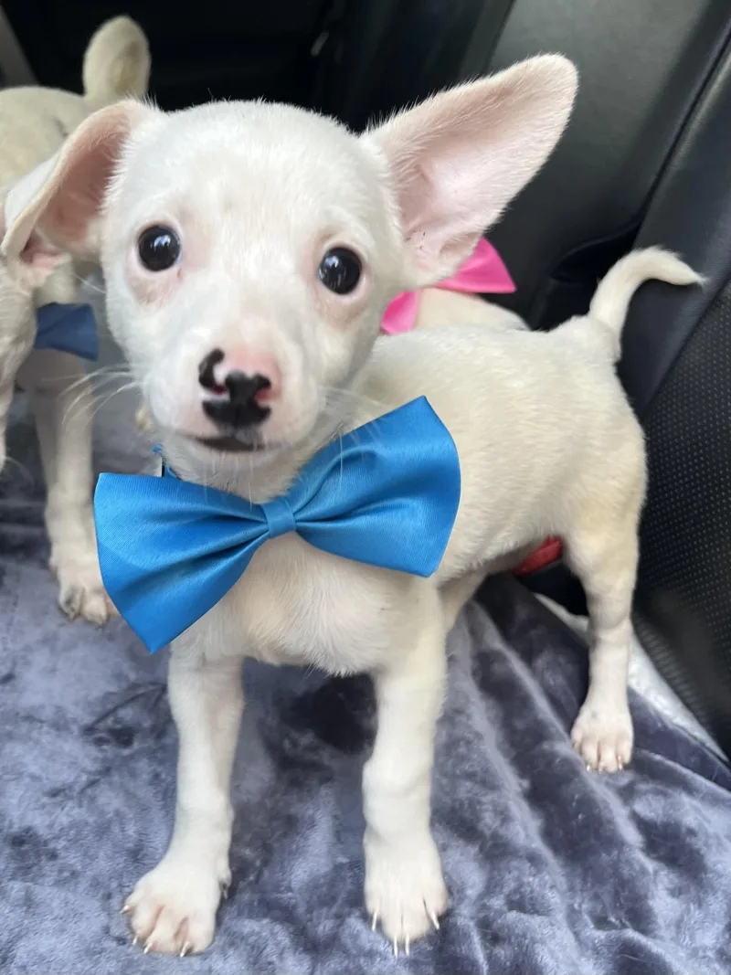 A baby small-sized male Chihuahua dog named Nugget for adoption in Gilbert, SC