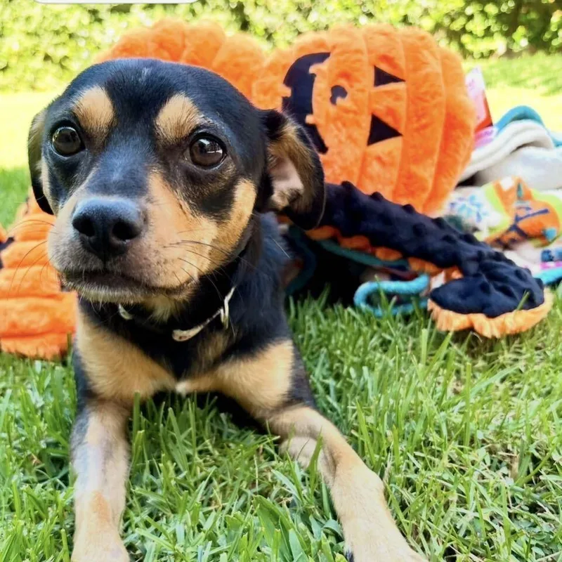 A young small-sized male Miniature Pinscher dog named Jess for adoption in Los Angeles, CA
