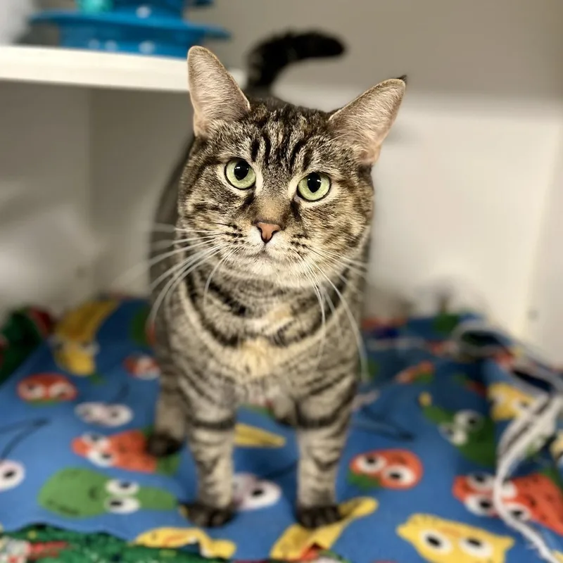 An adult medium-sized female Black Domestic Short Hair cat named Ohio for adoption in Novelty, OH