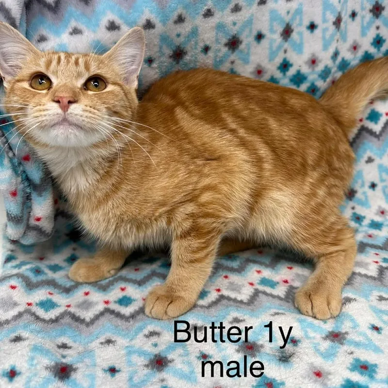 A young small-sized male Domestic Short Hair cat named Butter for adoption in New Tazewell, TN