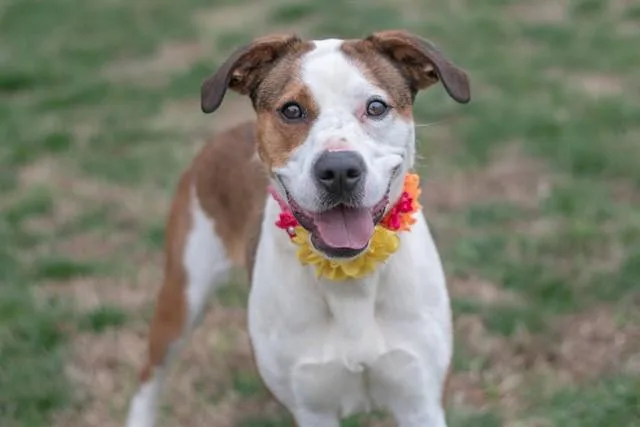 A young large-sized female Foxhound dog named Aubrey for adoption in York, SC