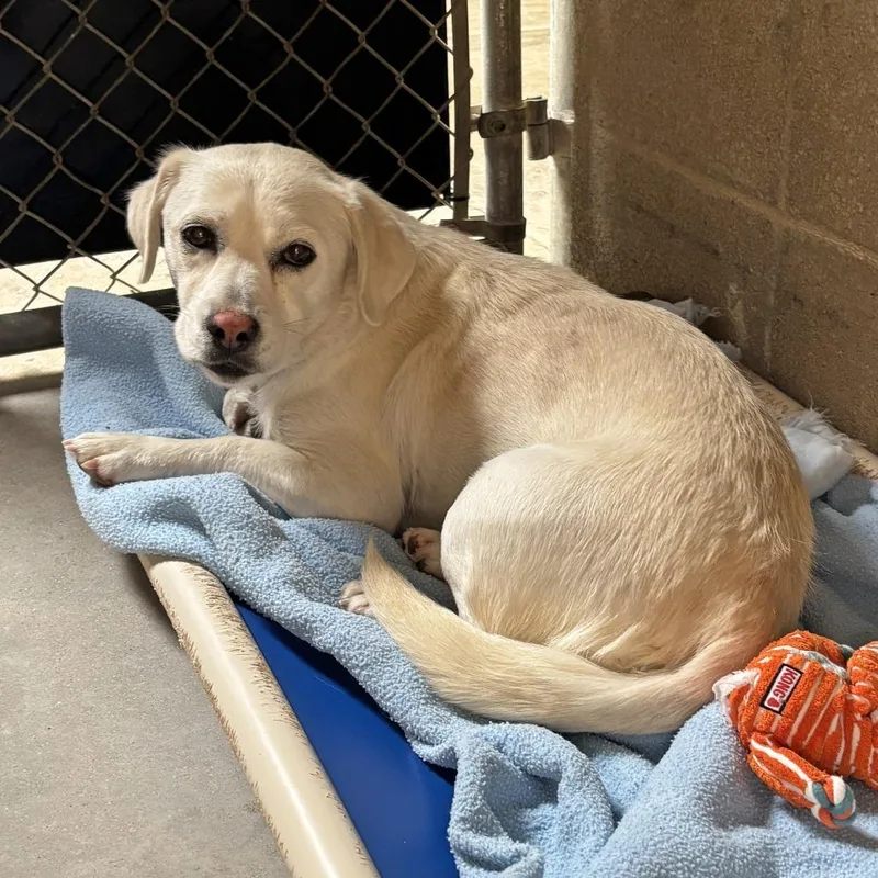 An adult medium-sized female White / Cream Labrador Retriever dog named Alice for adoption in Ojai, CA
