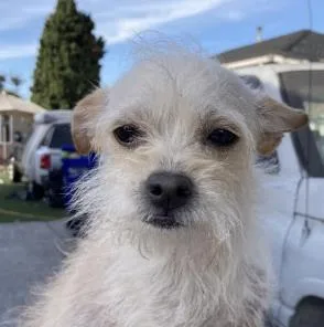 A young small-sized female Poodle (Toy) dog named Chiquita for adoption in Emeryville, CA